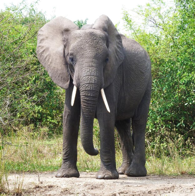 Foto ein elefant im wald