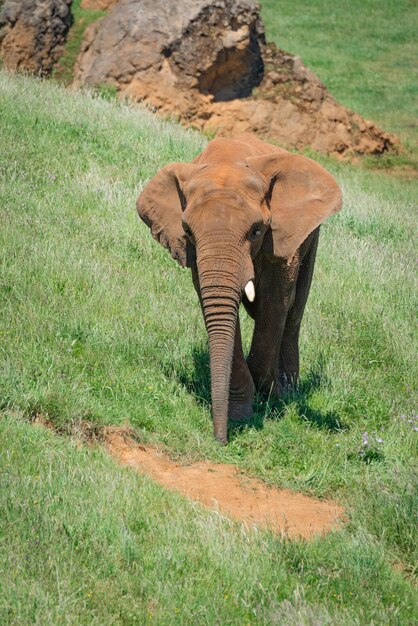 Foto ein elefant läuft auf einem grasbewachsenen feld