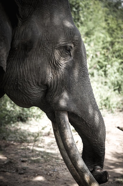 Ein Elefant mit einem Stoßzahn, der Falten hat