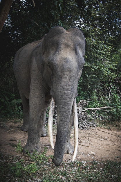 Ein Elefant mit langen Stoßzähnen steht auf einem Feldweg.