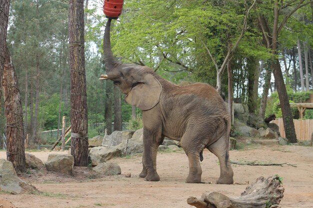 Foto ein elefant spielt