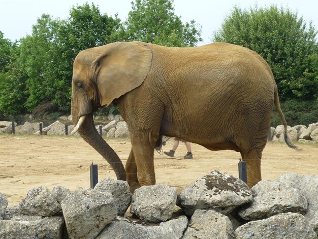 Foto ein elefant steht an bäumen gegen den himmel