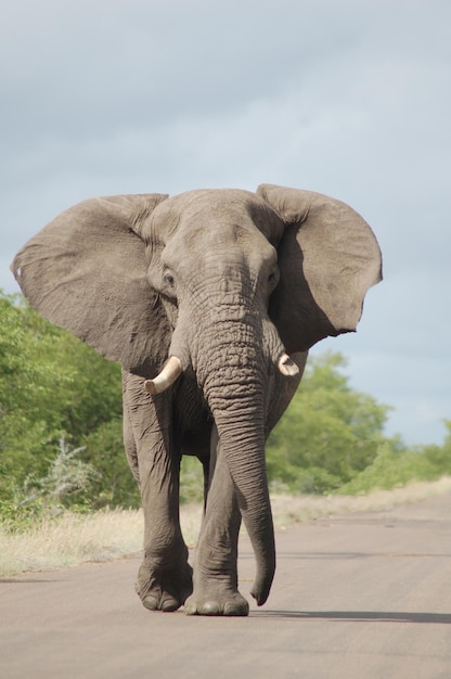 Foto ein elefant steht gegen den himmel