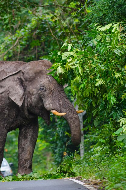 Foto ein elefant steht im wald