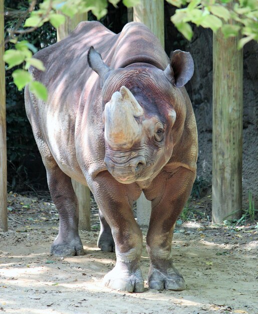 Foto ein elefant steht im zoo