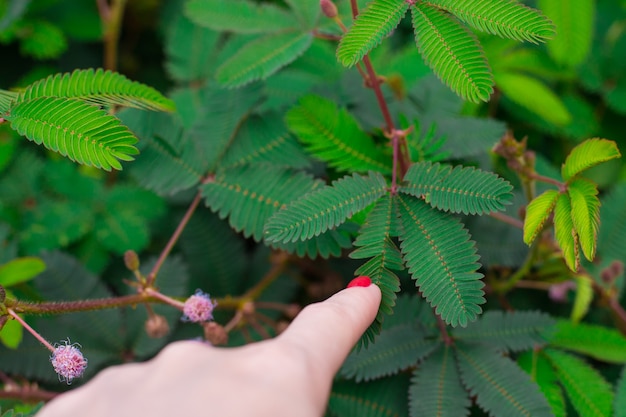 Ein empfindliches zusammengesetztes Blatt von Mimosa pudica - empfindliche Pflanze, Schampflanzen. Das Mädchen berührt die Pflanze