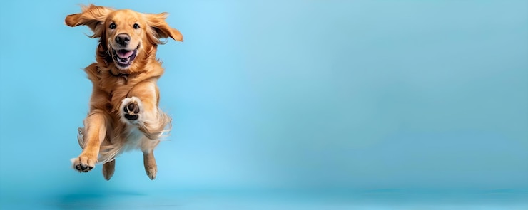 Foto ein energischer golden retriever springt glücklich vor einem blauen hintergrund konzept hundfotografie energische haustiere lebendige hintergründe tierporträts freudige momente