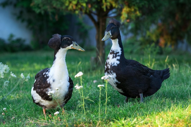 Ein Entenpaar in meinem Garten an einem schönen Abend