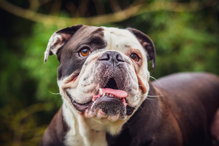 Foto ein entzückender alter englischer bulldogge zeigt seine zunge. foto in frankreich.