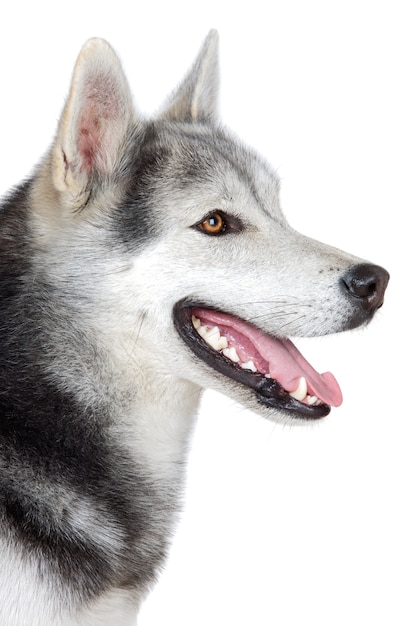 Ein entzückender Hund über weißem Hintergrund