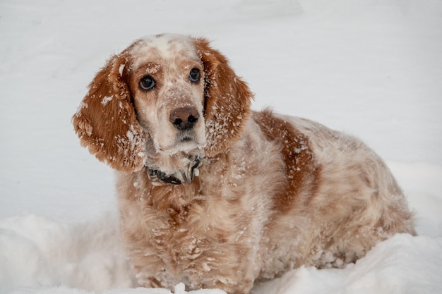 Ein entzückender weißroter russischer Spaniel-Hunde, der auf einer Hundeausstellung in einem Stadion sitzt Die Hunde betrachten den Besitzer Jagdhund Selektiver Fokus