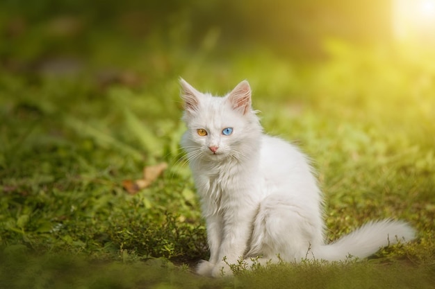 Foto ein entzückendes weißes kätzchen mit blauen augen steht auf dem rasen