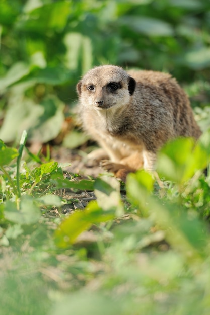 Ein Erdmännchen, das aufrecht steht und wachsam aussieht