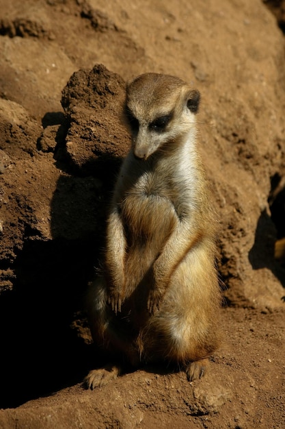 Foto ein erdmännchen sitzt auf dem boden vor einer felswand.