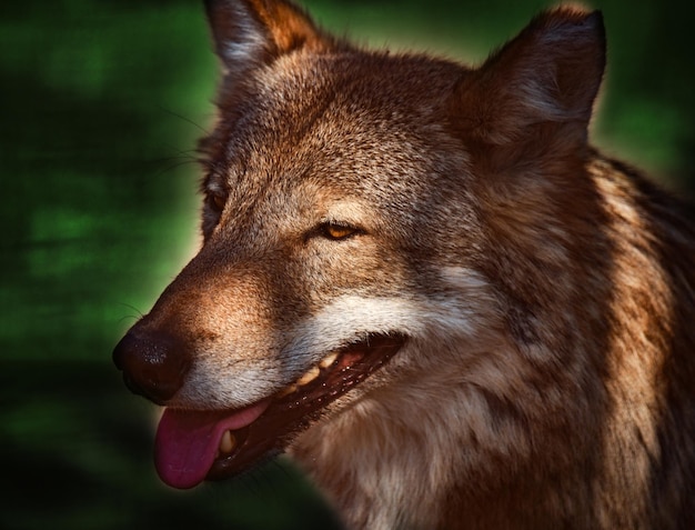 Ein erfahrener Wolf leckt sich nach erfolgreicher Jagd die Lippen