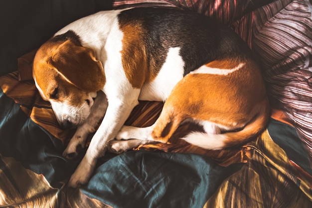 Ein erwachsener Beagle-Hund schläft auf einem gemütlichen Bettzeug