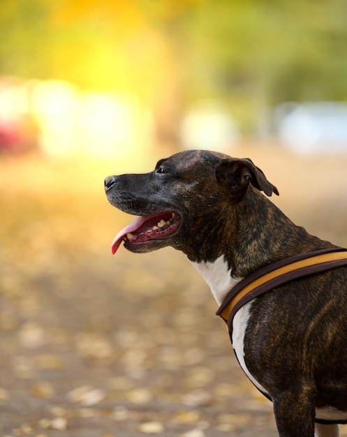 Ein erwachsener brauner American Pit Bull Terrier steht in einem Herbstpark und blickt zur Seite