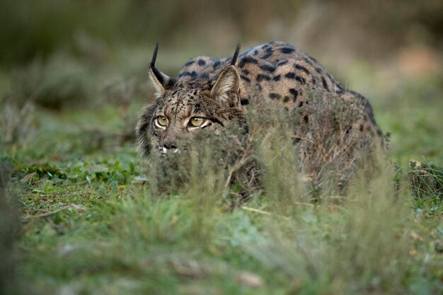 Ein erwachsener männlicher Iberischer Luchs, der an einem kalten Wintertag bei Sonnenaufgang ein Kaninchen verfolgt