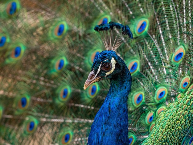 Ein erwachsener männlicher indischer Pfau, Pavo cristatus, zeigt seine farbenfrohen Federn