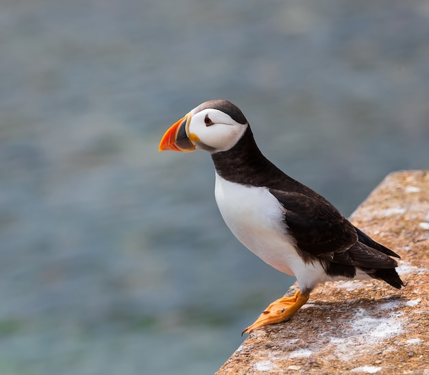 Ein erwachsener Papageitaucher bleibt im Sommer auf einer Klippe auf den Farne Islands in England