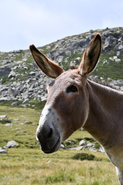 Ein Esel mit einem Berg im Hintergrund