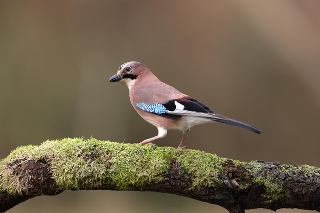 Foto ein eurasischer gei aus der nähe