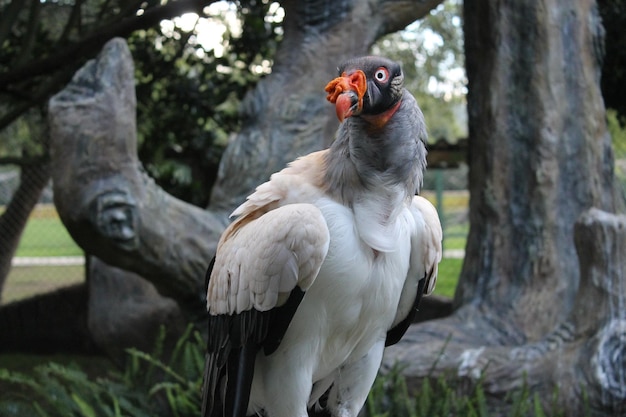 ein exotischer Vogel mit buntem Schnabel auf einem Baum mitten in der Natur