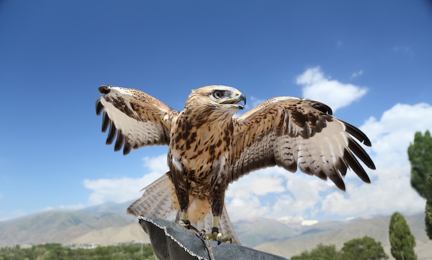Ein Falke, der für die Jagd ausgebildet war, breitete seine Flügel gegen den blauen Himmel aus.