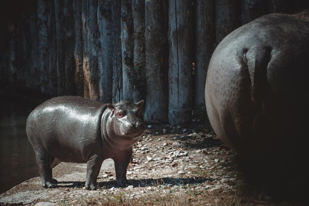 Ein fantastischer Blick auf ein Nilpferd und sein Kind