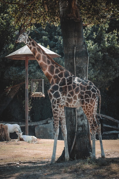 ein fantastisches Porträt einer Giraffe beim Essen