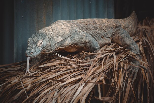 Ein fantastisches Porträt eines Komodo-Drachen