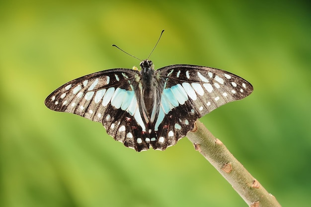 Ein farbenfroher Schmetterling Graphium doson