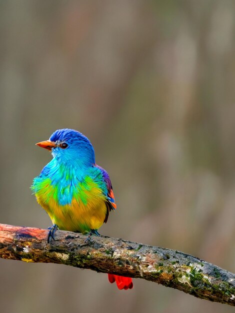 Foto ein farbenfroher vogel sitzt auf einer zweigstücke im wald mit bur-hintergrund