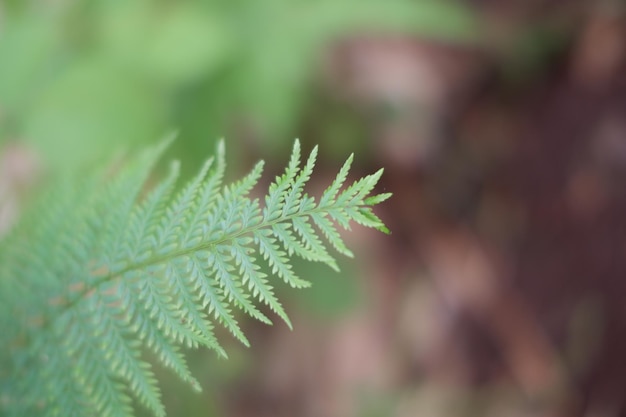 Ein Farnblatt im Wald