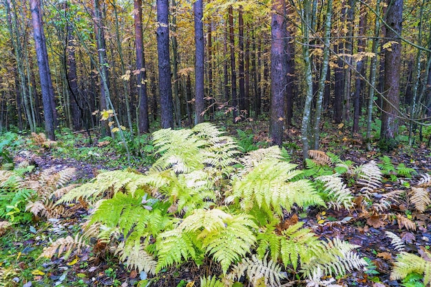 Ein Farnbusch im Wald im Herbst