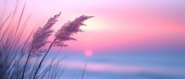 Foto ein faszinierendes sonnenuntergangsscape mit silhouetten von grasstämmen in weichen rosa und lila tönen.