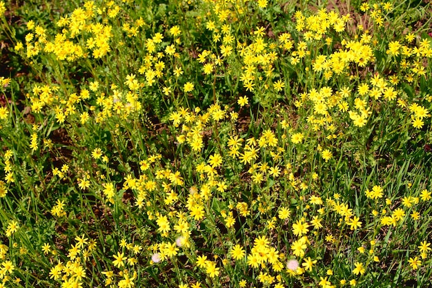 Ein Feld aus gelben Blumen mit einer rosa Blume in der Mitte.