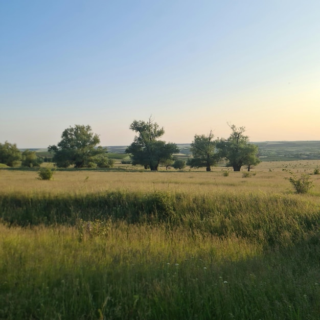 Ein Feld aus Gras und Bäumen