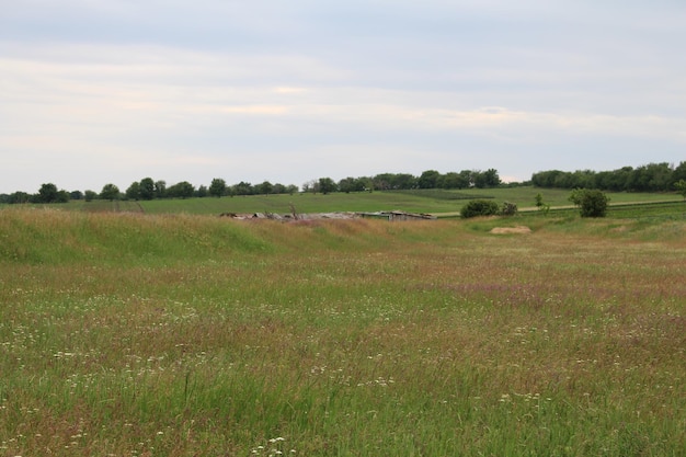 Foto ein feld aus gras und bäumen