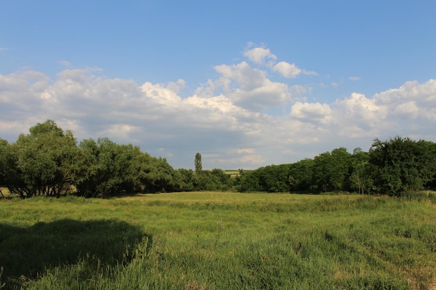 Ein Feld aus Gras und Bäumen