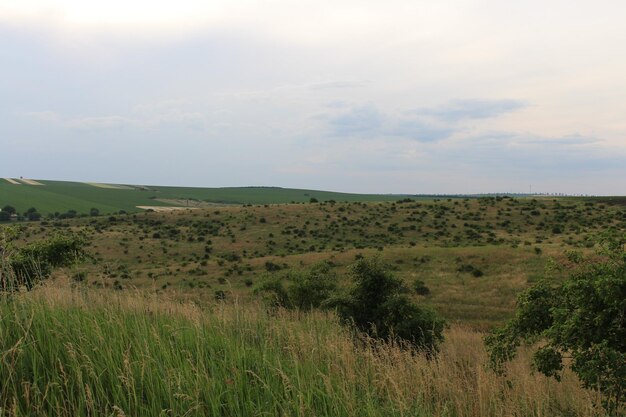 Ein Feld aus Gras und Bäumen