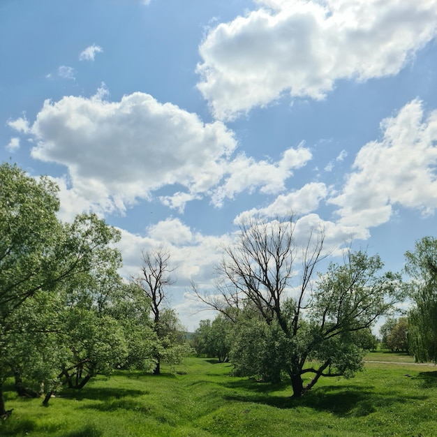 Ein Feld aus grünem Gras mit Bäumen und blauem Himmel mit Wolken