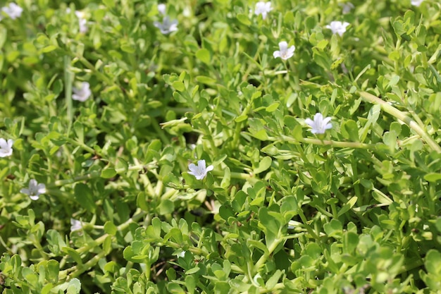 Ein Feld aus grünem Gras mit kleinen weißen Blumen.