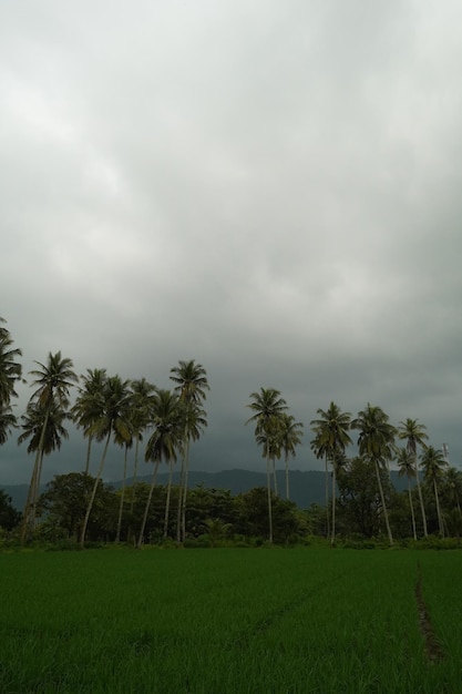 Foto ein feld aus grünem gras und bäumen mit einem bewölkten himmel im hintergrund.