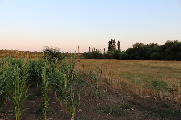 Ein Feld aus Mais und Bäumen