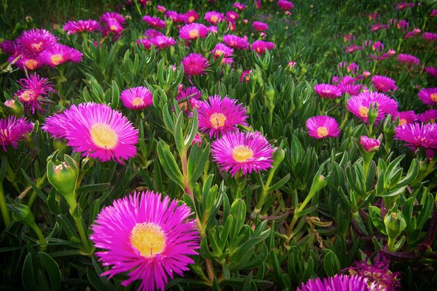 Ein Feld aus violetten Blumen mit dem Wort „Dan“ auf der Unterseite.