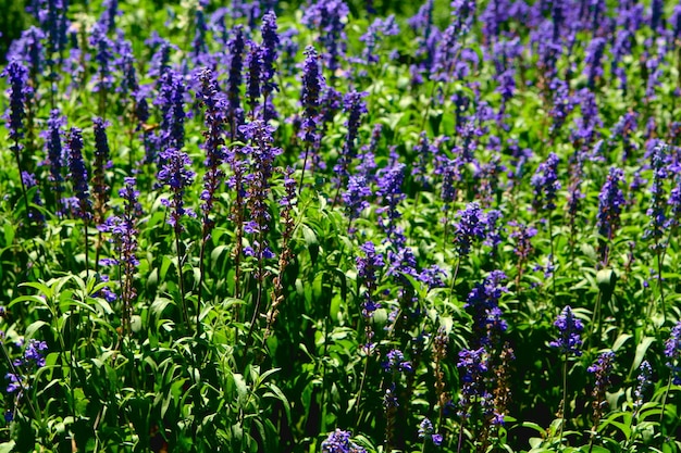 Ein Feld aus violetten Blumen mit grünen Blättern und dem Wort „wild“ auf der Unterseite.