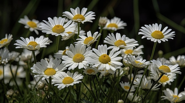 Ein Feld aus weißen Blumen mit dem Wort Daisy auf der Unterseite