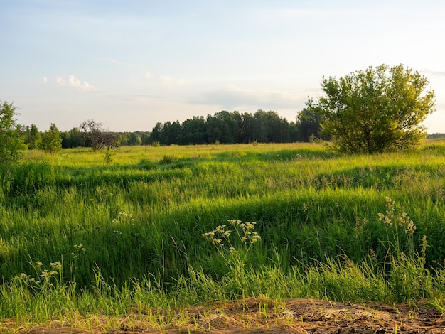 Ein Feld, das im Sommer bei Sonnenuntergang mit grünen Unkräutern bedeckt ist Ländliche Landschaft