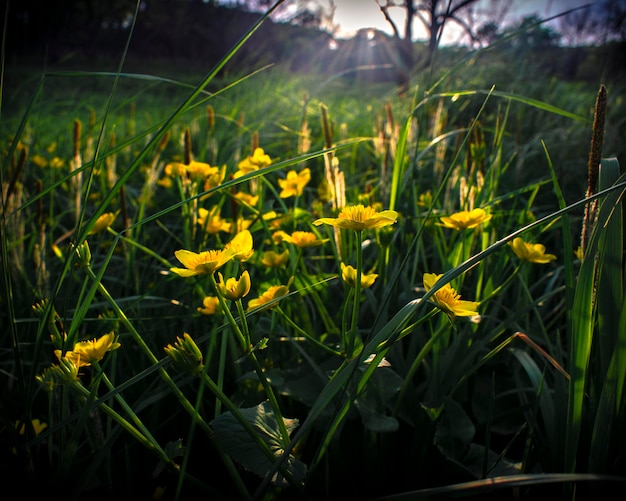 Ein Feld gelber Blumen im Sonnenlicht